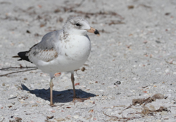 Ring Billed Gull