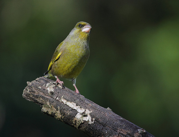 Male Greenfinch
