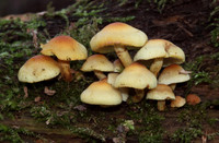 Sulphur Tufts