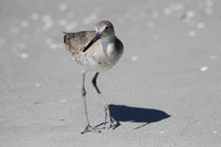 Willet