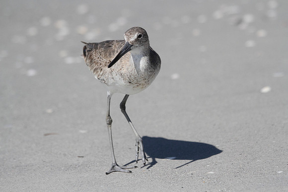 Willet