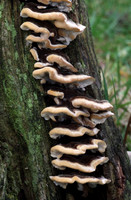 Many Zoned Polypore