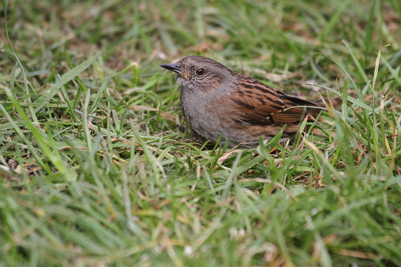Dunnock