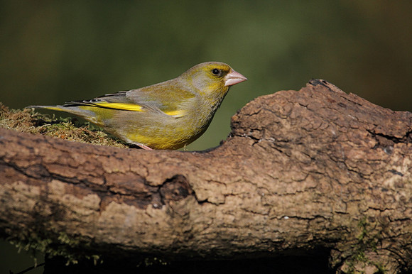 Male Greenfinch