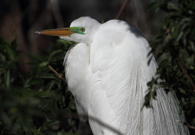 Great Egret