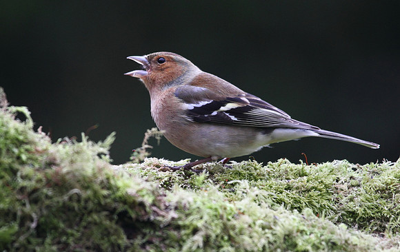 Male Chaffinch