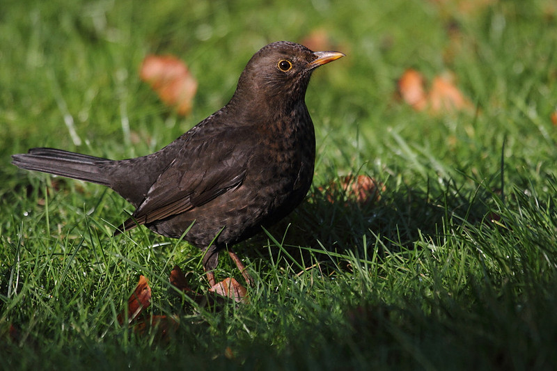Female Blackbird