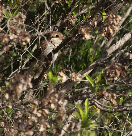 Shrike