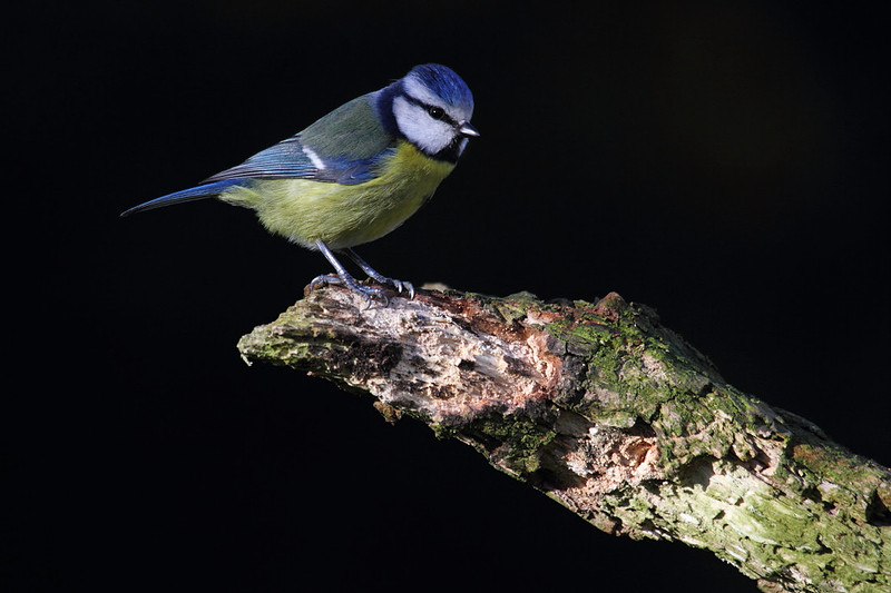 Blue Tit