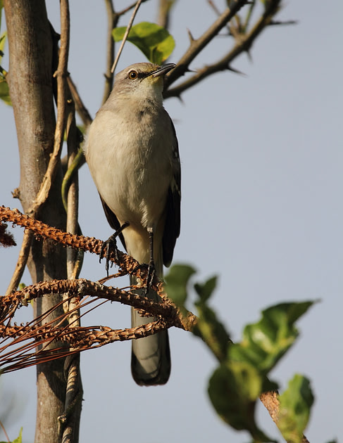 Northern Mocking Bird