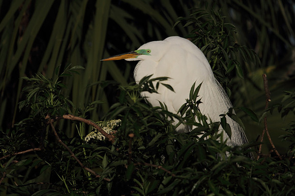 Great Egret