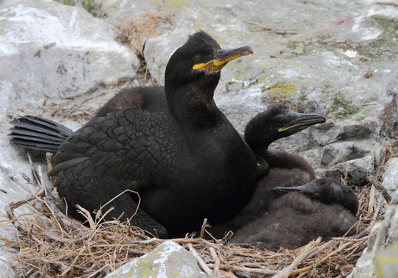 Shag with chicks