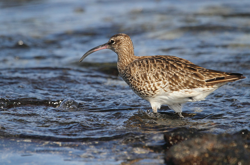 Whimbrel