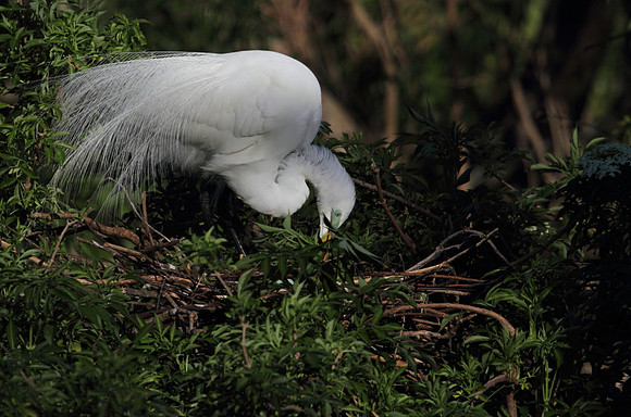 Great Egret