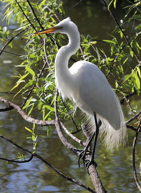 Great Egret