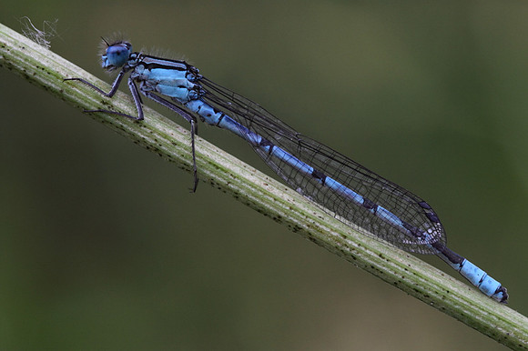 Common Blue Damselfly (male)