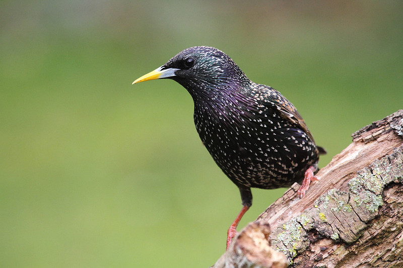 Starling