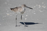 Willet