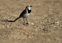 Pied Wagtail