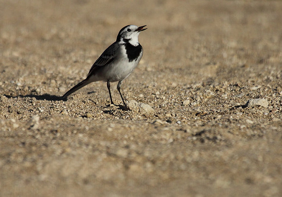 Pied Wagtail