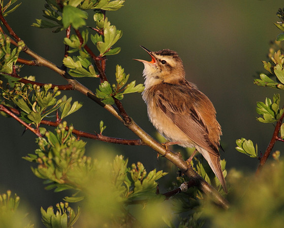 Sedge Warbler