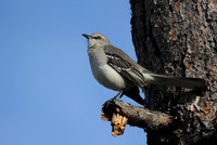 Northern Mocking Bird