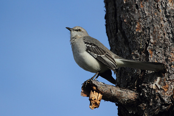 Northern Mocking Bird
