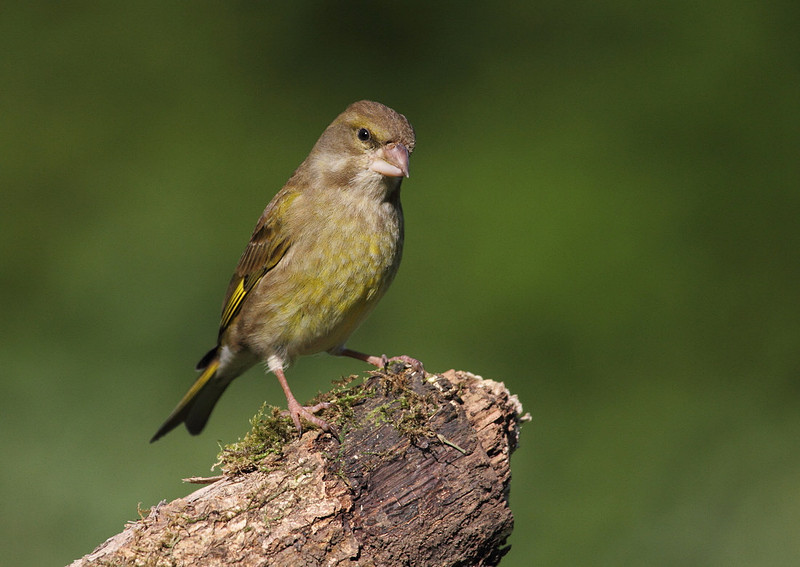 Female Greenfinch