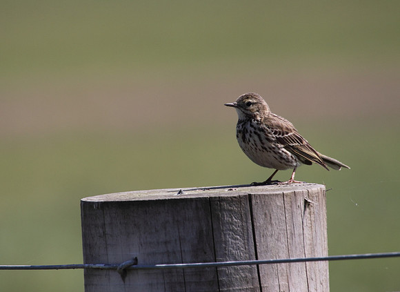 Meadow Pipit