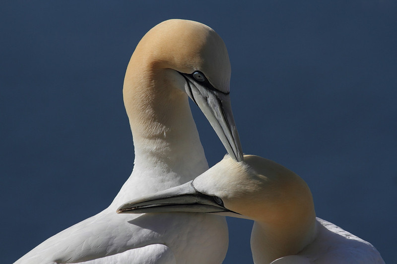 Gannets sparring