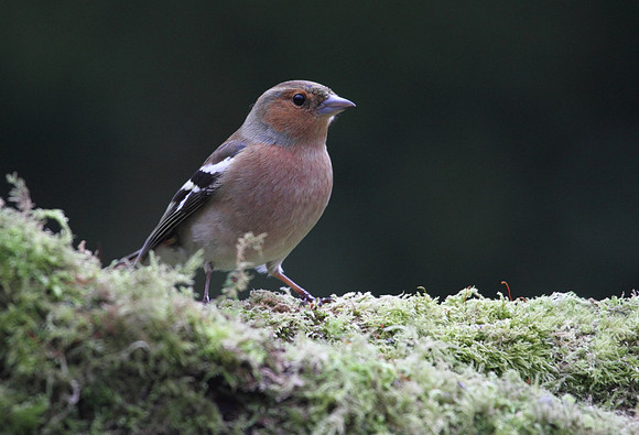 Male Chaffinch