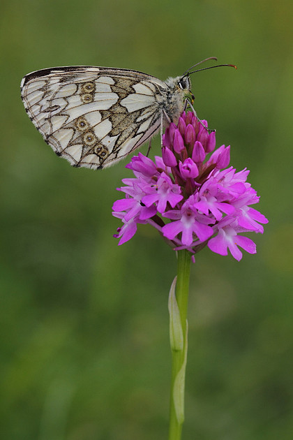 Marbled White