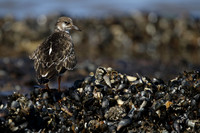 Turnstone