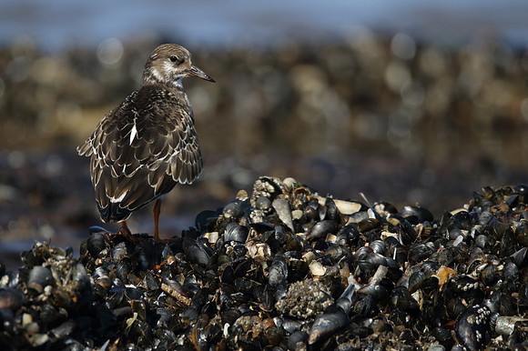 Turnstone