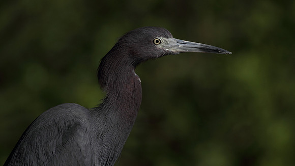 Little Blue Heron 2
