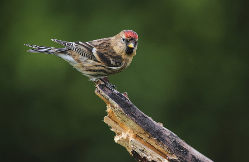 Redpoll