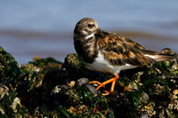 Turnstone
