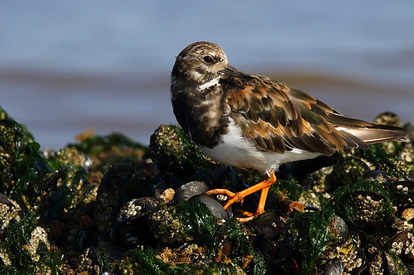 Turnstone