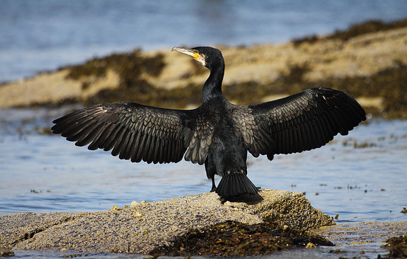 Cormorant