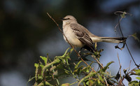 Northern Mocking Bird