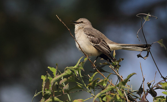Northern Mocking Bird