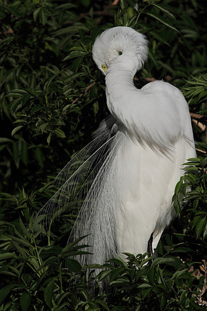 Great Egret preening
