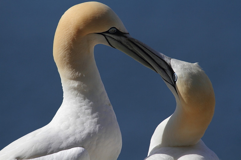 Gannets sparring