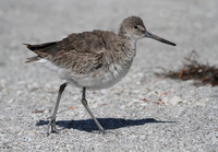 Willet