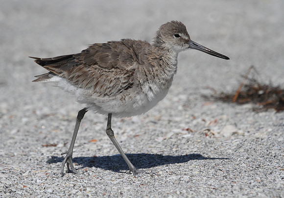 Willet