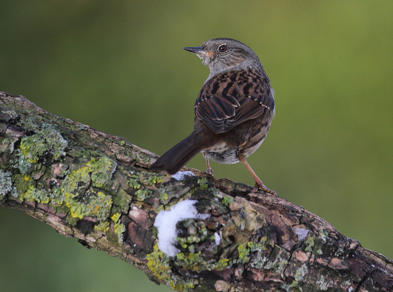 Dunnock