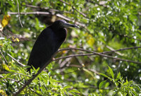 Little Blue Heron 3