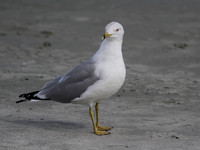 Ring Billed Gull
