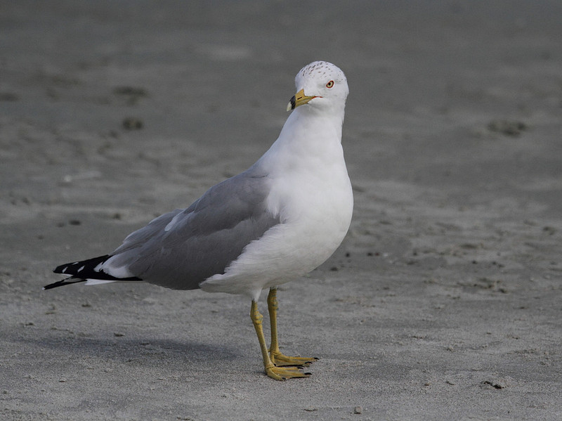 Ring Billed Gull
