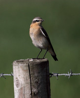 Northern Wheatear